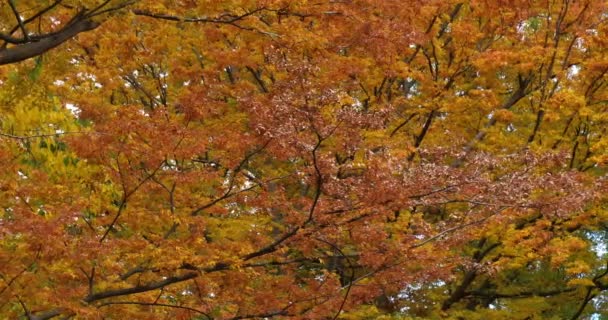 Japanse Zelkova Bekend Als Japanse Iep Keyaki Maclura Pomifera Algemeen — Stockvideo