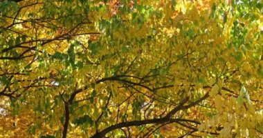 Maclura pomifera, genellikle Osage portakalı, çit ya da çit elma ağacı olarak bilinir.