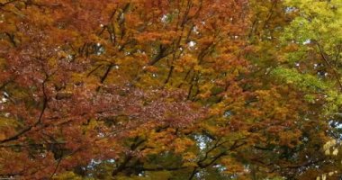 Japon karaağacı ya da keyaki olarak bilinen Japon zelkova ve Maclura pomifera, yaygın olarak Osage portakalı, çit ya da çit elma ağacı olarak bilinir.