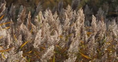 Phragmites australis, bilinen adıyla sazlık.