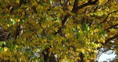 Maclura pomifera, genellikle Osage portakalı, çit ya da çit elma ağacı olarak bilinir.