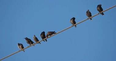 Bir Avrupa sığırcık sürüsü (Sturnus vulgaris) kablolar üzerinde tünemektedir. Occitanie, Fransa