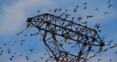 Bir Avrupa sığırcık sürüsü (Sturnus vulgaris) kablolar üzerinde tünemektedir. Occitanie, Fransa