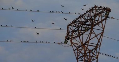 Bir Avrupa sığırcık sürüsü (Sturnus vulgaris) kablolar üzerinde tünemektedir. Occitanie, Fransa