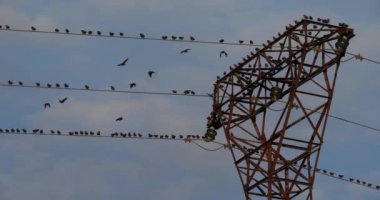 Bir Avrupa sığırcık sürüsü (Sturnus vulgaris) kablolar üzerinde tünemektedir. Occitanie, Fransa