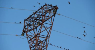 Bir Avrupa sığırcık sürüsü (Sturnus vulgaris) kablolar üzerinde tünemektedir. Occitanie, Fransa