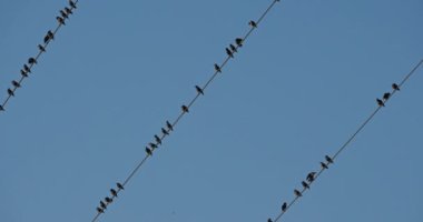 Bir Avrupa sığırcık sürüsü (Sturnus vulgaris) kablolar üzerinde tünemektedir. Occitanie, Fransa