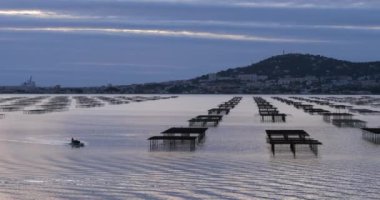İstiridye yetiştiriciliği, Thau göleti, Bouzigue, Occitanie, Fransa