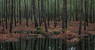 Landes ormanındaki kozalaklı ağaçlar. Yeni Aquitaine, Fransa.
