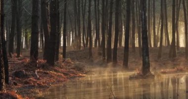 Landes ormanındaki kozalaklı ağaçlar. Yeni Aquitaine, Fransa.