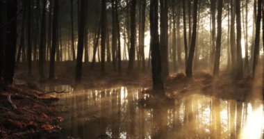 Landes ormanındaki kozalaklı ağaçlar. Yeni Aquitaine, Fransa.