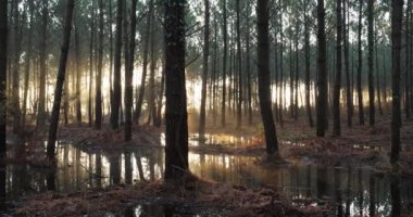 Landes ormanındaki kozalaklı ağaçlar. Yeni Aquitaine, Fransa.