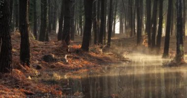 Landes ormanındaki kozalaklı ağaçlar. Yeni Aquitaine, Fransa.