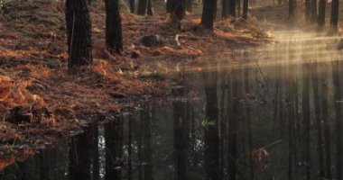 Landes ormanındaki kozalaklı ağaçlar. Yeni Aquitaine, Fransa.