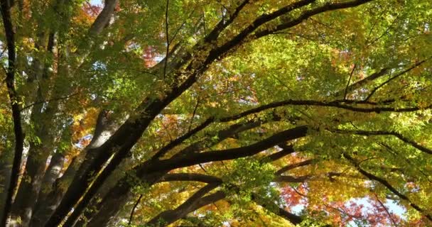 Zelkova Japonês Conhecido Como Elmo Japonês Keyaki — Vídeo de Stock