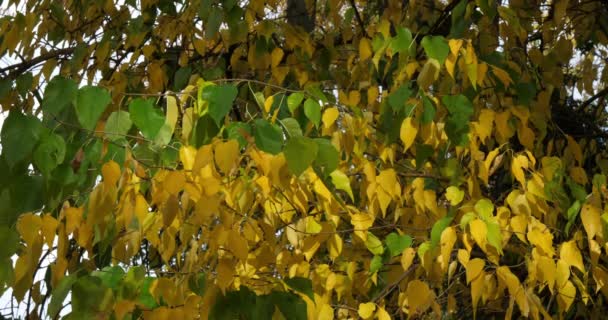 Maclura Pomifera Umumnya Dikenal Sebagai Osage Orange Hedge Atau Hedge — Stok Video