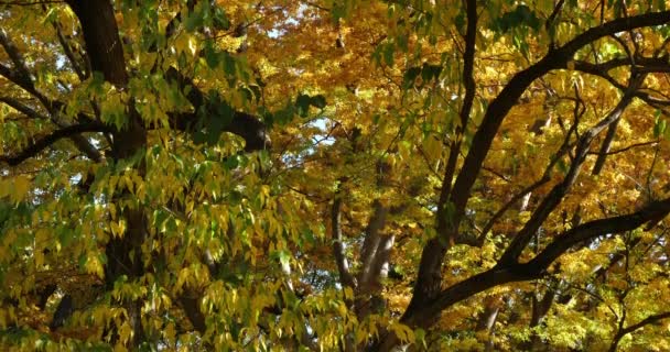 Maclura Pomifera Широко Известный Осейдж Апельсин Изгородь Изгородь Яблони — стоковое видео