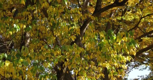 Maclura Pomifera Comúnmente Conocido Como Naranjo Osage Seto Seto Manzano — Vídeos de Stock