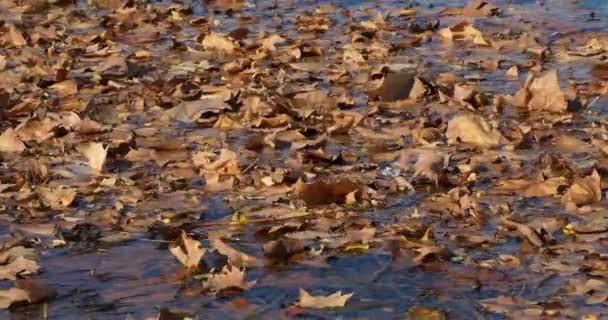 Hojas Plátano Superficie Del Agua — Vídeo de stock