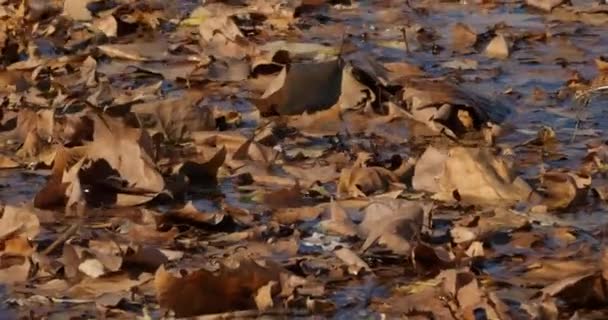 Leaves Plane Tree Water Surface — Stock Video