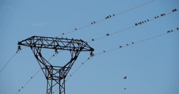 Una Bandada Estorninos Europeos Sturnus Vulgaris Descansan Sobre Cables Aéreos — Vídeo de stock