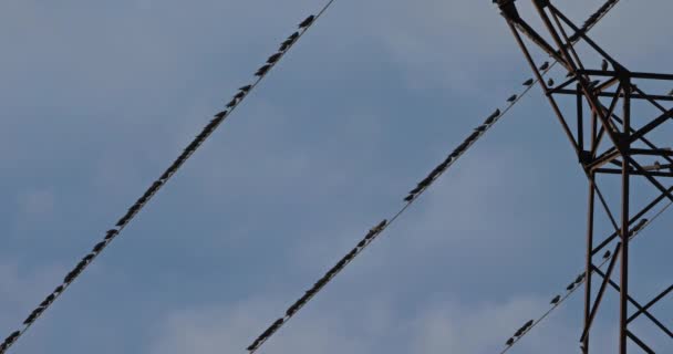 頭上の電線にはヨーロッパのスターリング Sturus Valgaris の群れが根を張っている フランスのオクシタニー — ストック動画