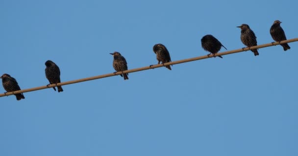 Una Bandada Estorninos Europeos Sturnus Vulgaris Descansan Sobre Cables Aéreos — Vídeo de stock