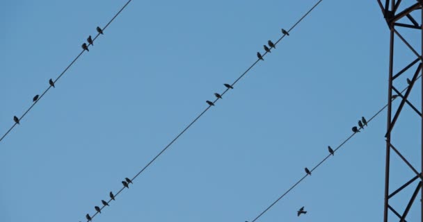 Stado Szpaków Europejskich Sturnus Vulgaris Grzęzawisko Napowietrznych Przewodach Occitanie Francja — Wideo stockowe