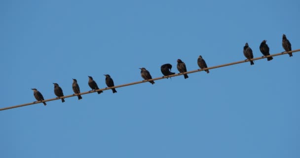 Stádo Evropských Špačků Sturnus Vulgaris Hřaduje Nadzemních Drátech Occitanie Francie — Stock video