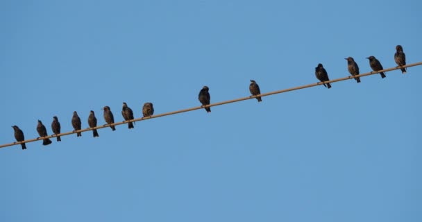 Una Bandada Estorninos Europeos Sturnus Vulgaris Descansan Sobre Cables Aéreos — Vídeos de Stock