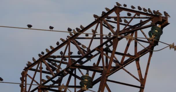 Flock Europeiska Starar Sturnus Vulgaris Vilar Luftledningar Occitanie Frankrike — Stockvideo