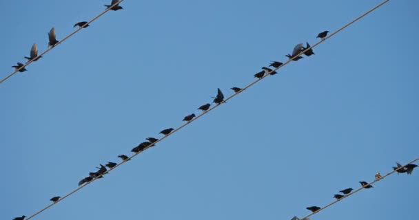 一群欧洲的雏鸟栖息在头顶的铁丝网上 法属波利尼西亚 — 图库视频影像