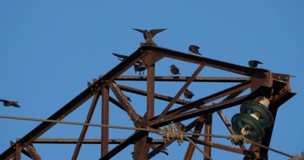 Uno Stormo Storni Europei Sturnus Vulgaris Appollaiati Fili Aerei Occitanie — Video Stock