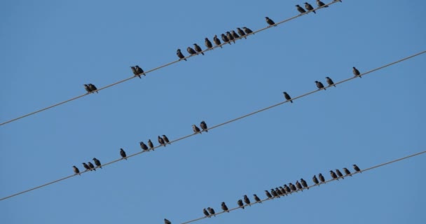 Flock European Starlings Sturnus Vulgaris Roost Overhead Wires Occitanie France — Stock Video