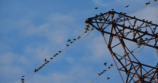 Una Bandada Estorninos Europeos Sturnus Vulgaris Descansan Sobre Cables Aéreos — Vídeos de Stock