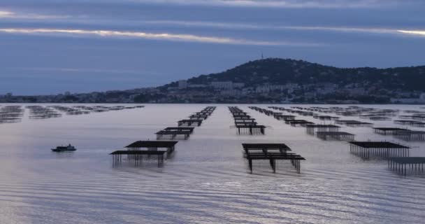 Oyster Farming Lagoa Thau Bouzigue Occitanie França — Vídeo de Stock