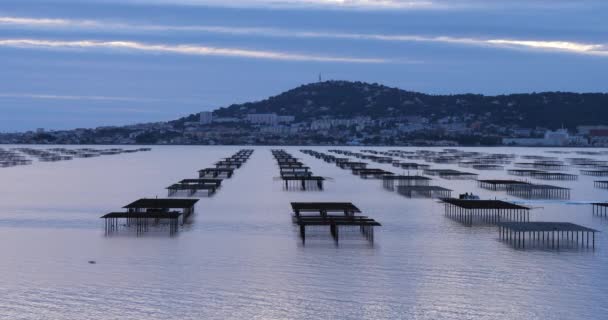 Oyster Agriculture Pond Thau Bouzigue Occitanie Γαλλία — Αρχείο Βίντεο