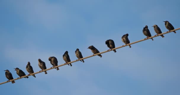 Stádo Evropských Špačků Sturnus Vulgaris Hřaduje Nadzemních Drátech Occitanie Francie — Stock video