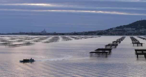 牡蠣養殖 タウの池 ブジグ オクシタニー フランス — ストック動画
