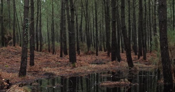 Barrträd Landesskogen Nouvelle Aquitaine Frankrike — Stockvideo