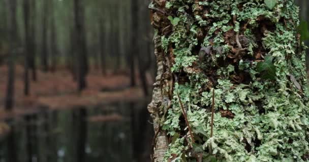 Alberi Conifere Nella Foresta Landes Nouvelle Aquitaine Francia — Video Stock