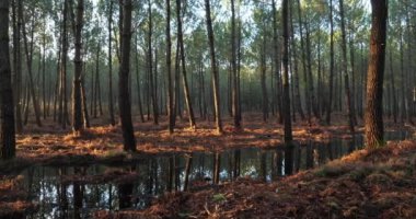 Landes ormanındaki kozalaklı ağaçlar. Yeni Aquitaine, Fransa.