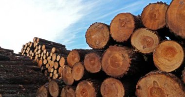 Yığılmış odun. Landes Ormanı, Yeni Akitanya, Fransa. 