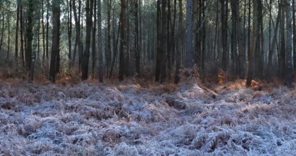 凍った風景 Landes Forest Nouvelle Aquitaine フランス — ストック動画