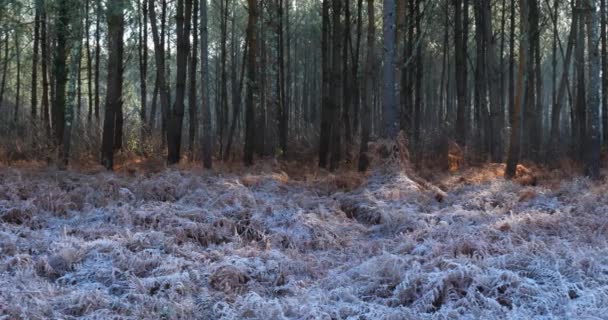 Paisaje Congelado Bosque Las Landas Nouvelle Aquitania Francia — Vídeos de Stock