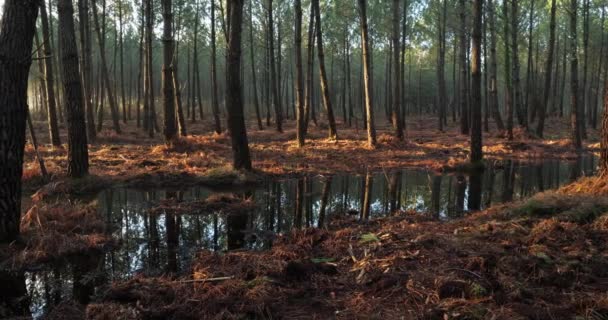 Árboles Coníferas Bosque Las Landas Nouvelle Aquitania Francia — Vídeo de stock
