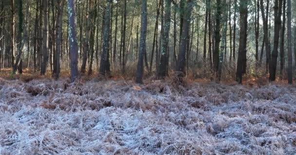 Paisaje Congelado Bosque Las Landas Nouvelle Aquitania Francia — Vídeos de Stock