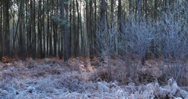 Pemandangan Beku Hutan Landes Nouvelle Aquitaine Perancis — Stok Video