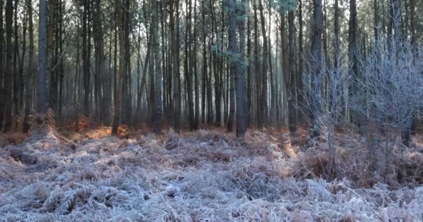 凍った風景 Landes Forest Nouvelle Aquitaine フランス — ストック動画