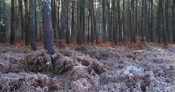 Fryst Landskap Landes Skog Nouvelle Aquitaine Frankrike — Stockvideo